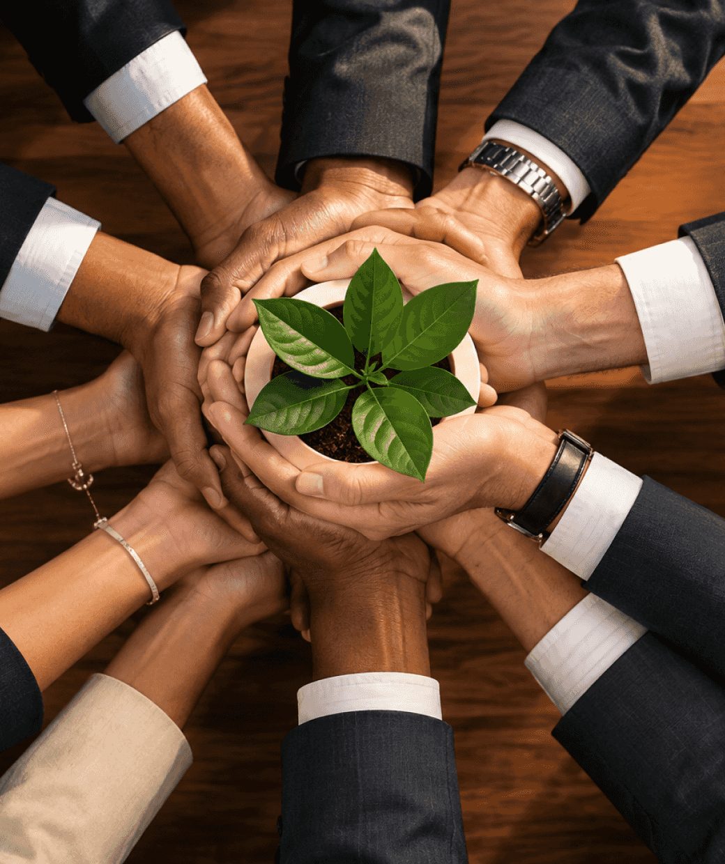 Colleagues joining their hands around a potted green plant.